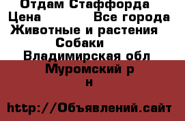 Отдам Стаффорда › Цена ­ 2 000 - Все города Животные и растения » Собаки   . Владимирская обл.,Муромский р-н